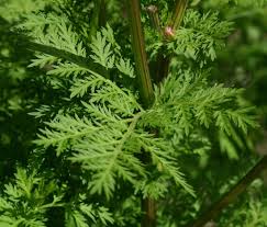 L'artémisinine la plante anti-cancer et anti-malaria