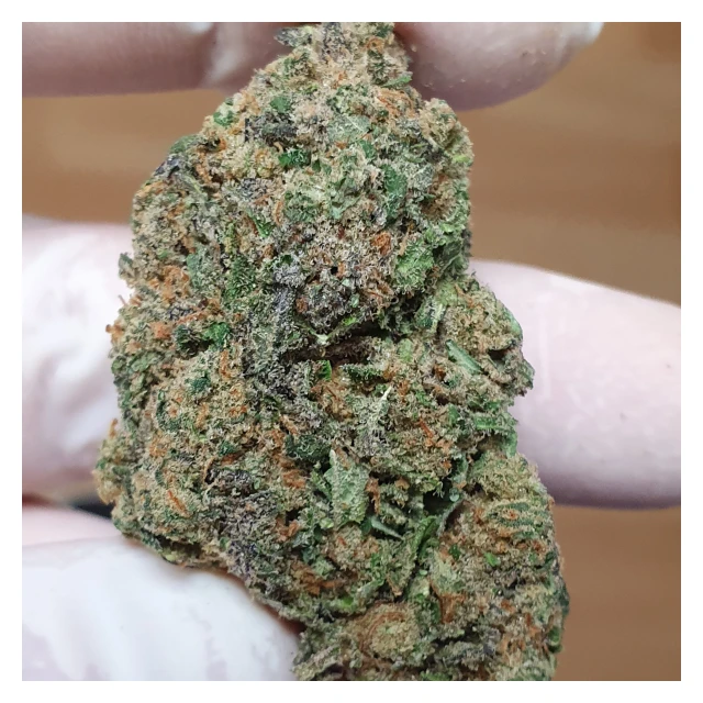 Fleur de CBD bio Harlequin FORTE