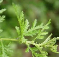 L'artémisinine une des plantes les plus anti-paludique
